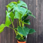 Monstera skvelá (Monstera deliciosa) - výška 40-45 cm, kont. C1.5L